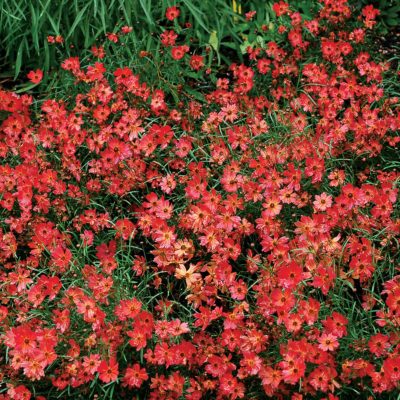 Coreopsis 'Rum Punch'