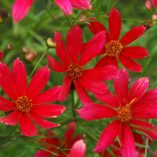 Coreopsis 'Sangria'