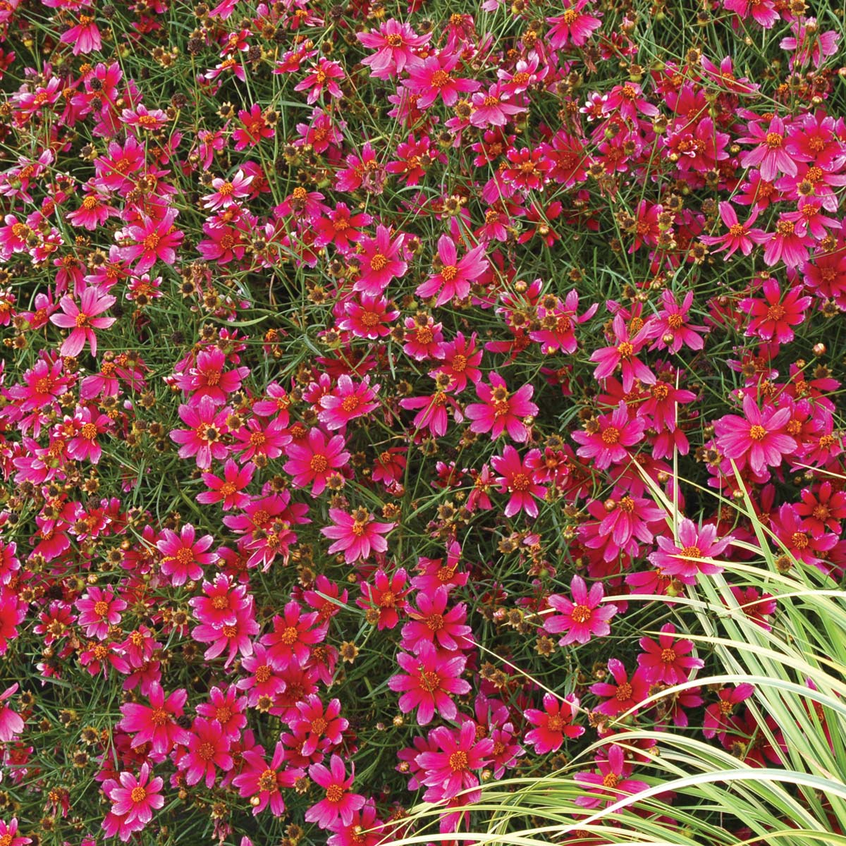 Coreopsis 'Show Stopper'