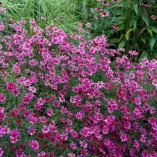 Coreopsis 'Show Stopper'