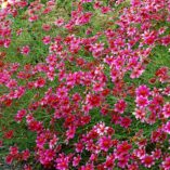 Coreopsis 'Show Stopper'