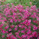 Coreopsis 'Show Stopper'