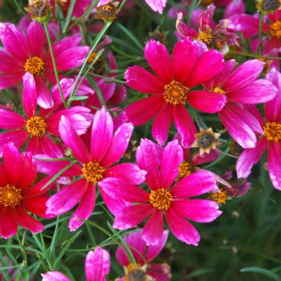 Coreopsis 'Show Stopper'