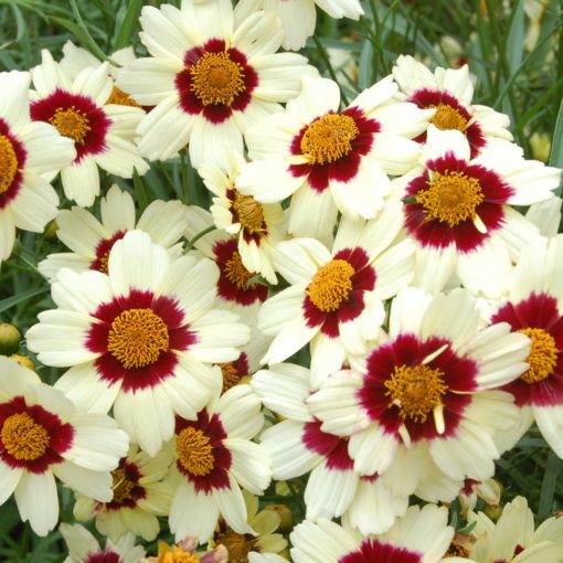 Coreopsis 'Snowberry'