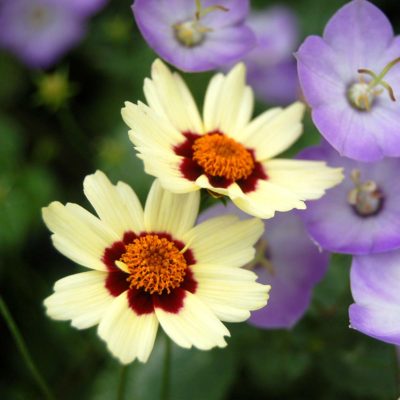 Coreopsis 'Snowberry'