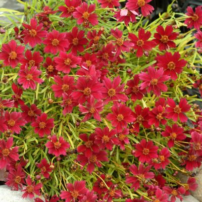 Coreopsis 'Strawberry Lemonade'