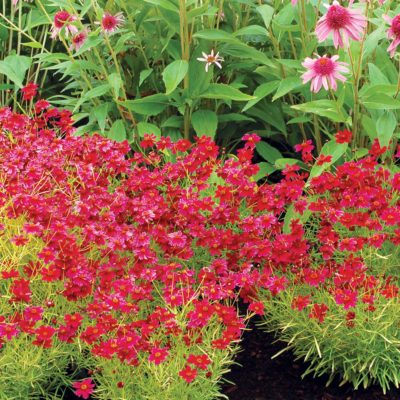 Coreopsis 'Strawberry Lemonade'