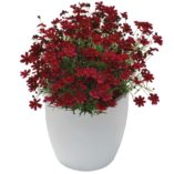 Coreopsis 'Strawberry Punch'