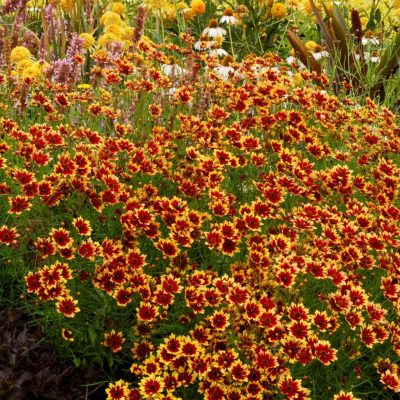 Coreopsis 'Summer Punch'