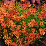 Coreopsis 'Tropical Lemonade'