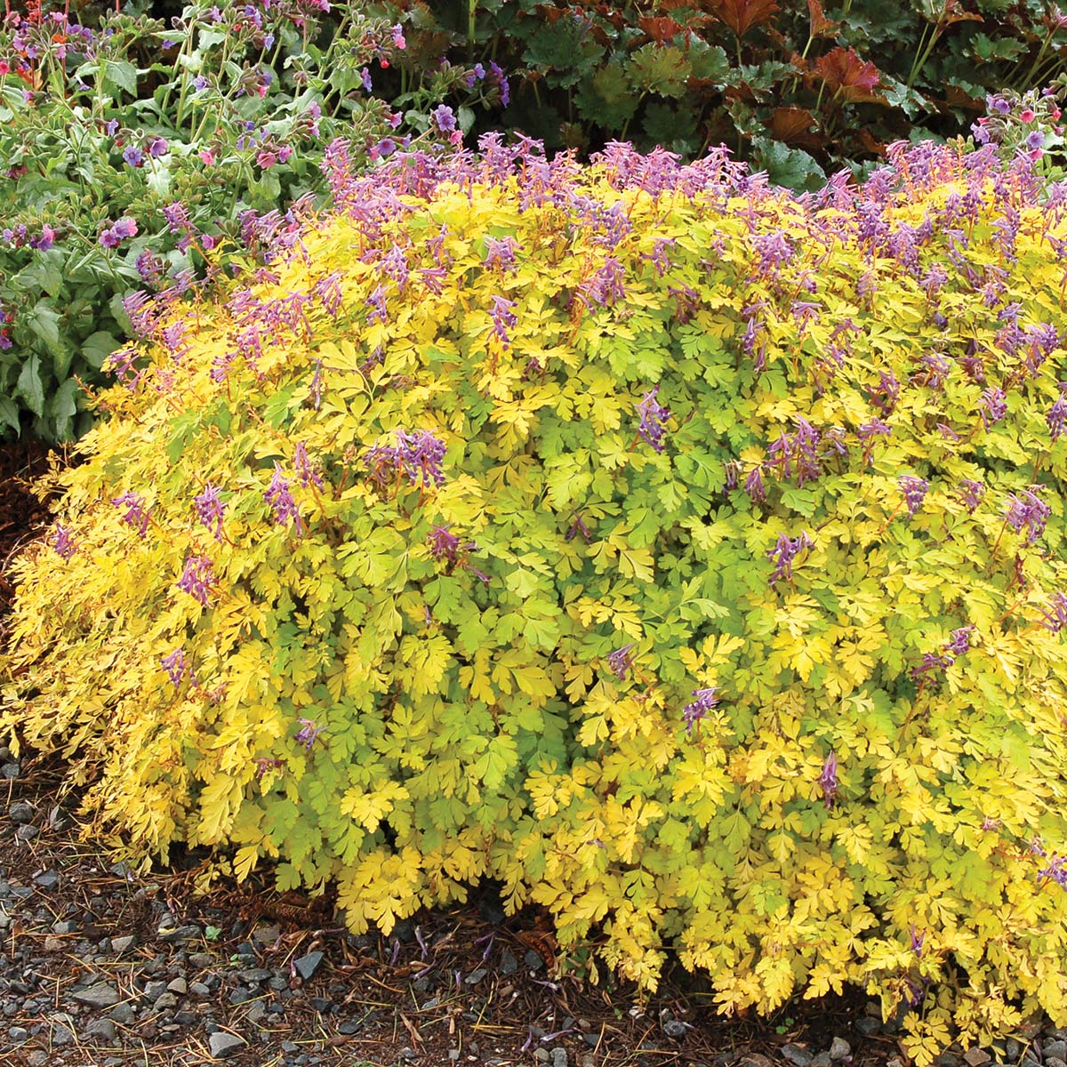 Corydalis 'Berry Exciting'