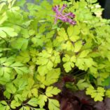 Corydalis 'Berry Exciting'