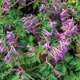 Corydalis 'Blackberry Wine'