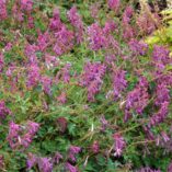 Corydalis 'Blackberry Wine'