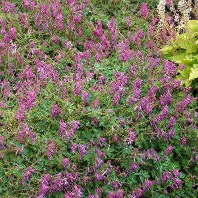 Corydalis 'Blackberry Wine'