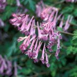 Corydalis 'Blackberry Wine'