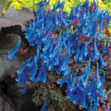 Corydalis 'Blue Heron'