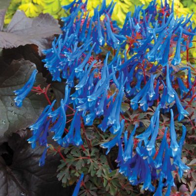 Corydalis 'Blue Heron'