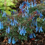 Corydalis 'Blue Heron'