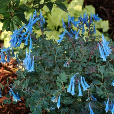 Corydalis 'Blue Heron'