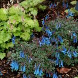 Corydalis 'Blue Heron'