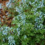 Corydalis 'Blue Panda'