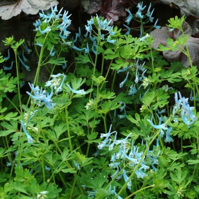 Corydalis 'Blue Panda'