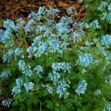 Corydalis 'Blue Panda'