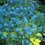 Corydalis 'Blue Panda'