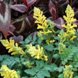 Corydalis 'Canary Feathers'