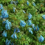 Corydalis 'China Blue'