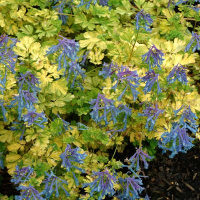 Corydalis 'Electric Blue'