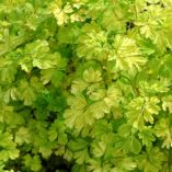 Corydalis 'Electric Blue'