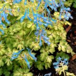 Corydalis 'Golden Panda'