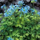 Corydalis 'Golden Panda'