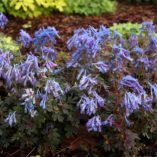 Corydalis 'Purple Leaf'