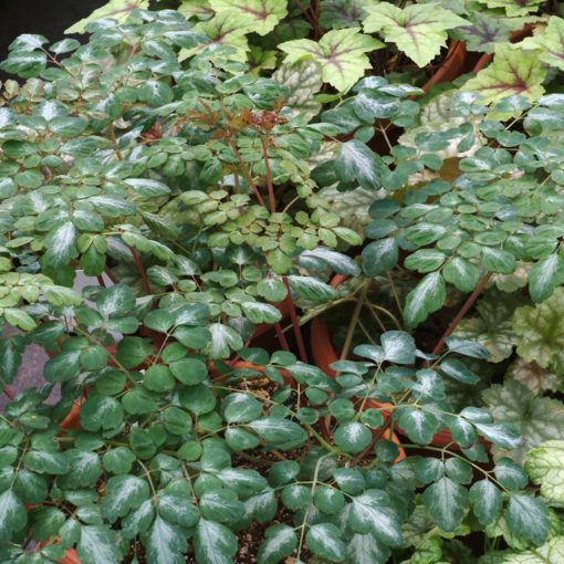 Corydalis 'Silver Spectre'