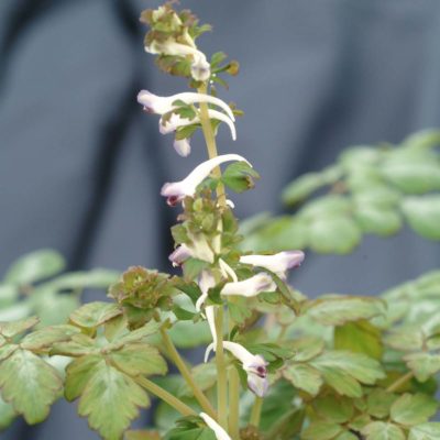 Corydalis 'Silver Spectre'