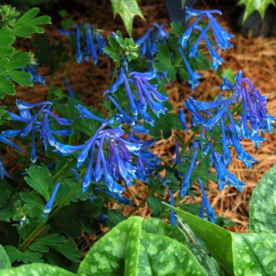 Corydalis elata