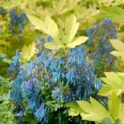 Corydalis elata