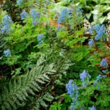 Corydalis elata