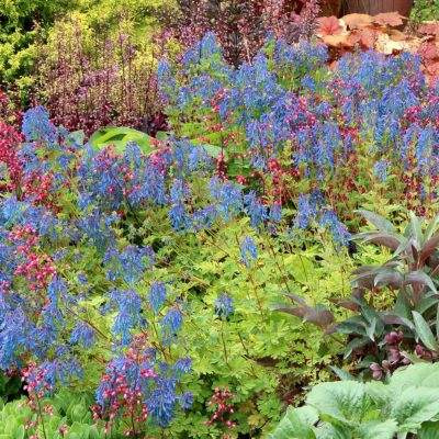 Corydalis elata