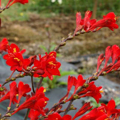 Crocosmia NOVA® 'Dragonfire'