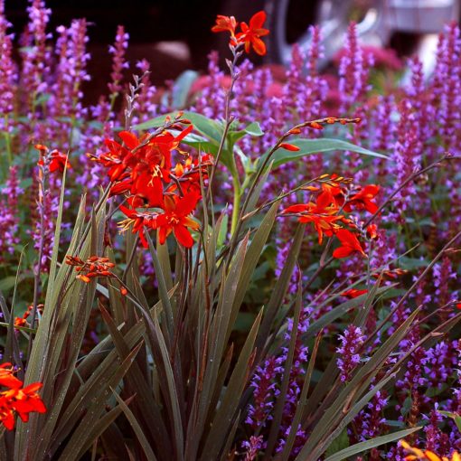 Crocosmia TWILIGHT FAIRY™ 'Crimson'