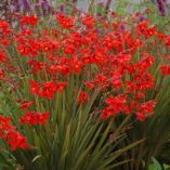 Crocosmia TWILIGHT FAIRY™ 'Crimson'