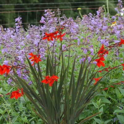 Crocosmia TWILIGHT FAIRY™ 'Crimson'