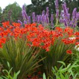 Crocosmia TWILIGHT FAIRY™ 'Crimson'