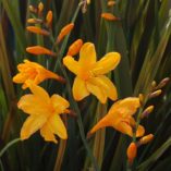 Crocosmia TWILIGHT FAIRY™ 'Gold'