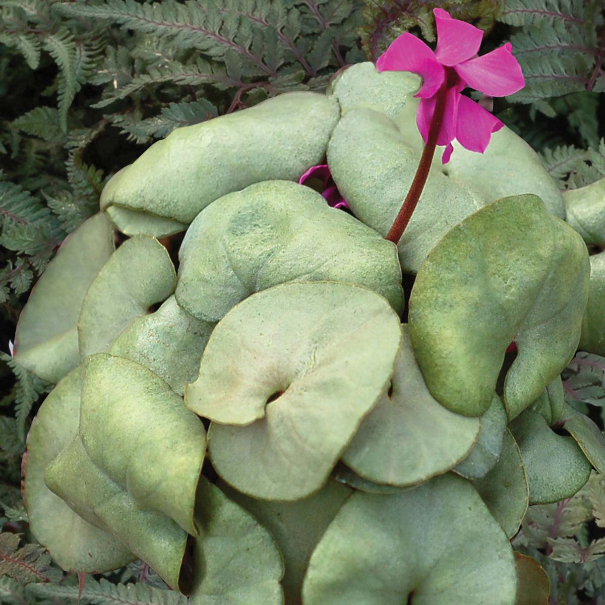 Cyclamen MAGIC™ 'Mirror'