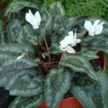 Cyclamen SWEETHEART™ 'Flame'